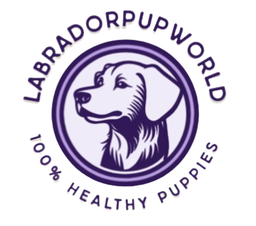 labradorpupworld.com